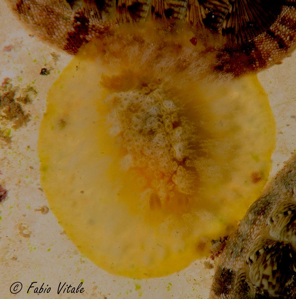 Doriopsilla areolata